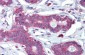 HOXA5 antibody - C-terminal region