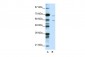 FOXA2 antibody - N-terminal region