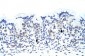 ZNF70 antibody - C-terminal region
