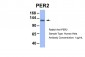 PER2 antibody - middle region