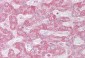 INSIG1 antibody - middle region