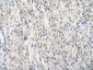 PRMT2 antibody - N-terminal region