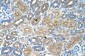 RPL8 antibody - C-terminal region