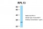 RPL13 antibody - C-terminal region