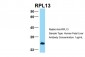 RPL13 antibody - C-terminal region