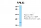 RPL13 antibody - C-terminal region