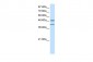 RAE1 antibody - C-terminal region