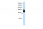 RAE1 antibody - C-terminal region