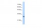 PSMA1 antibody - C-terminal region