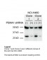 PSMA1 antibody - C-terminal region