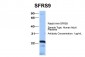 SFRS9 antibody - middle region