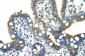 CPNE1 antibody - N-terminal region