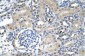 NXF1 antibody - N-terminal region