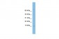 LSM6 antibody - middle region