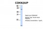 CDKN2AIP antibody - N-terminal region