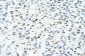 MATR3 antibody - N-terminal region