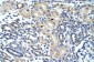WBSCR1 antibody - middle region
