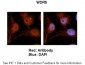 WDR5 antibody - C-terminal region