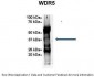 WDR5 antibody - C-terminal region