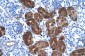 DDC antibody - N-terminal region
