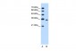 PRPS2 antibody - N-terminal region