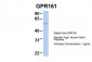 GPR161 antibody - middle region