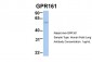 GPR161 antibody - middle region