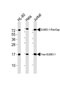 SUMO1 Antibody