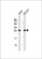 BAP31 Antibody