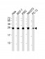 IF4E Antibody