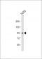 Dnmt3b Antibody