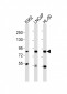 HMMR Antibody (C-term)