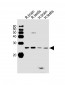 RAB11B Antibody (C-term)