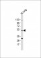 M Mlkl Antibody (C-term)