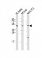 M Mlkl Antibody (C-term)