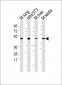 M Mlkl Antibody (C-term)