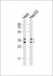 HNRNPA1 Antibody (C-term)