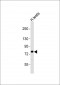 CUL4B Antibody (Center)