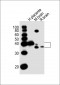 JAM3 Antibody (C-term)