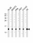 HIST1H4A Antibody (C-term)