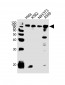 EWSR1 Antibody (C-term)