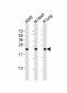 FGF2 Antibody