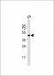 (Mouse) Pou5f1 Antibody (N-term)