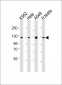 SIRT1 Antibody (C-term)