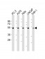 NFKBIE Antibody (N-term)