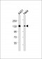 ITGA3 Antibody (N-term)