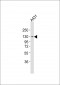 ITGA7 Antibody (N-term)