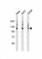 ITGA7 Antibody (N-term)