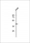 BMI1 Antibody (C-term)