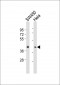 BMI1 Antibody (C-term)